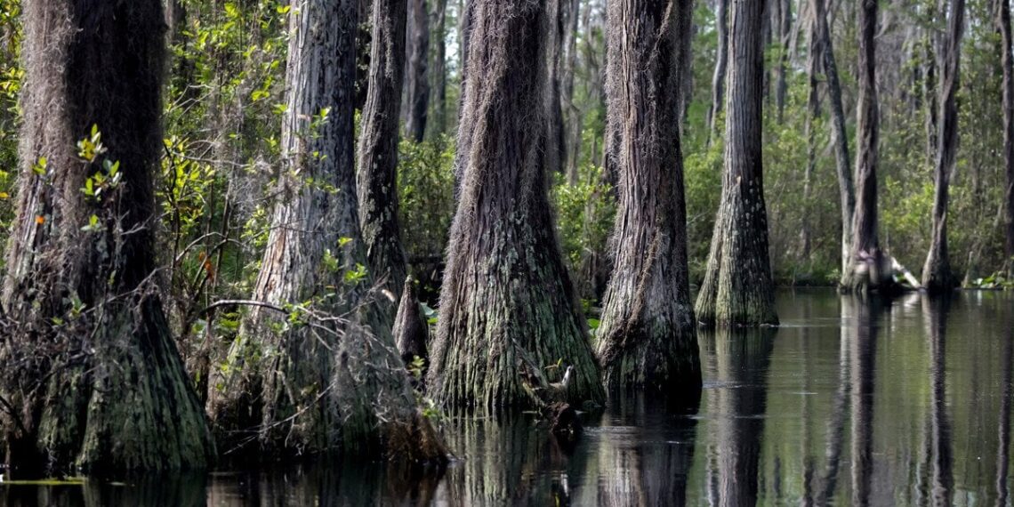 Mokslininkus šokiravo atradimas mangrovių pelkėje: milžiniška bakterija ilgesnė už blakstieną