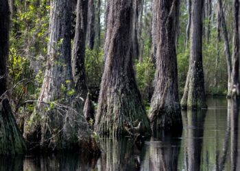 Mokslininkus šokiravo atradimas mangrovių pelkėje: milžiniška bakterija ilgesnė už blakstieną
