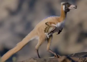 Mokslininkus nustebino atradimas Patagonijoje: nykštukinis dinozauras su ilgomis priekinėmis galūnėmis gali perrašyti istoriją