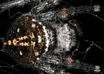 Mokslininkus šokiravo naujas voras: jo milžiniškas tinklas keliskart tvirtesnis už kevlarą