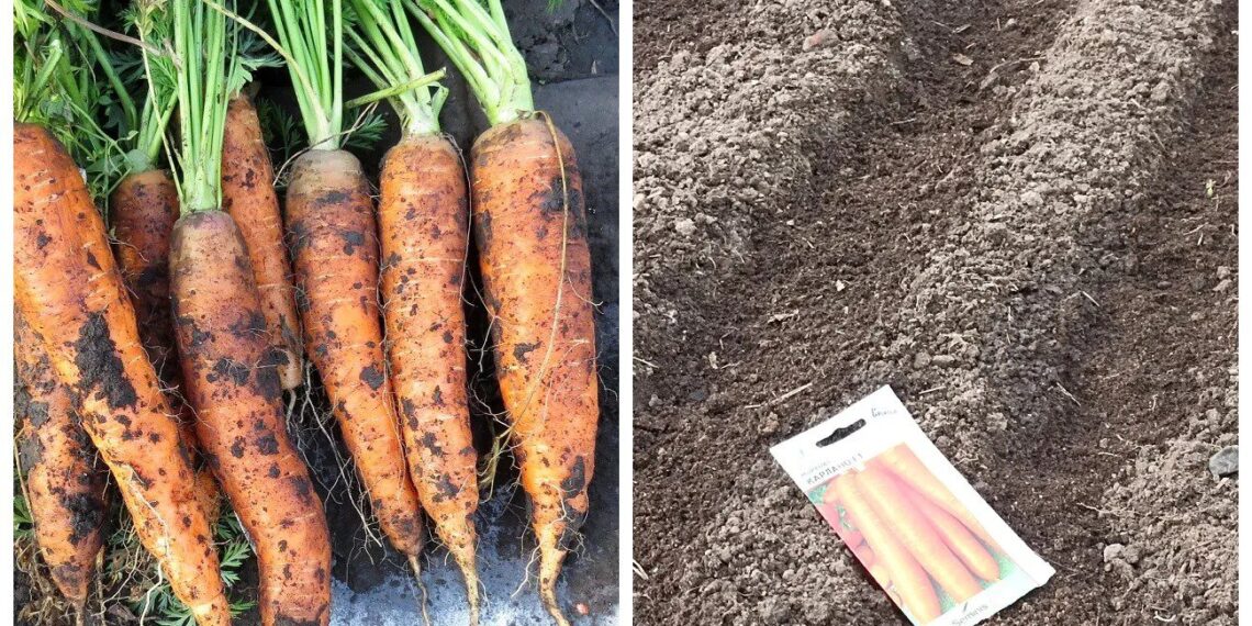 Morkos auga tiesios ir saldžios be retinimo: vienas triukas prieš sėją, kurį slepia daržininkai