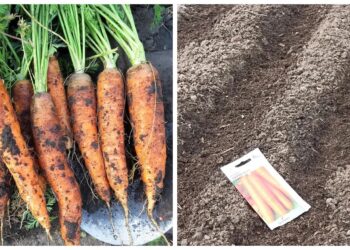 Morkos auga tiesios ir saldžios be retinimo: vienas triukas prieš sėją, kurį slepia daržininkai