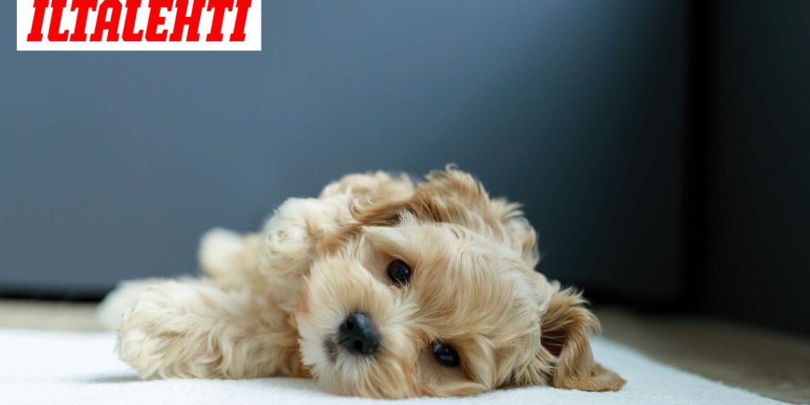 Netekus augintinio gali kilti rimtų emocinių ir sveikatos pasekmių, perspėja specialistai