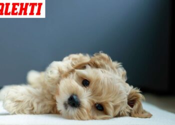 Netekus augintinio gali kilti rimtų emocinių ir sveikatos pasekmių, perspėja specialistai