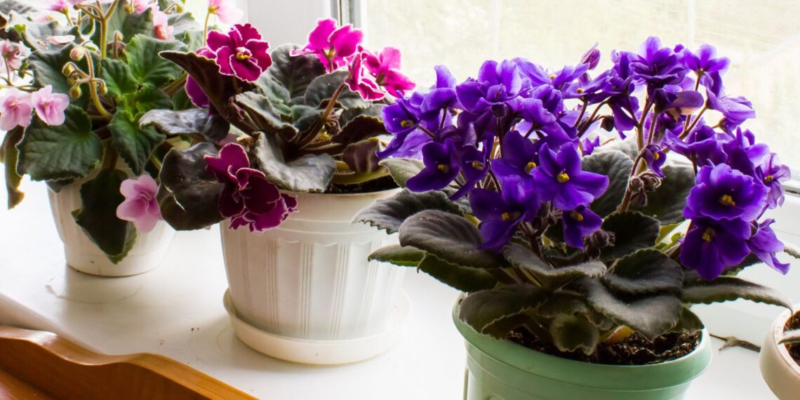 Šią trąšą pasigaminsite per kelias minutes – augalai augs kaip ant mielių