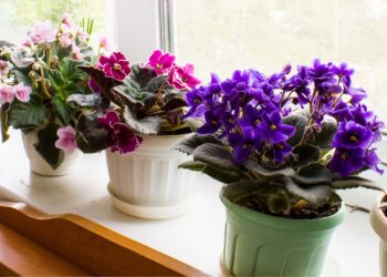 Šią trąšą pasigaminsite per kelias minutes – augalai augs kaip ant mielių