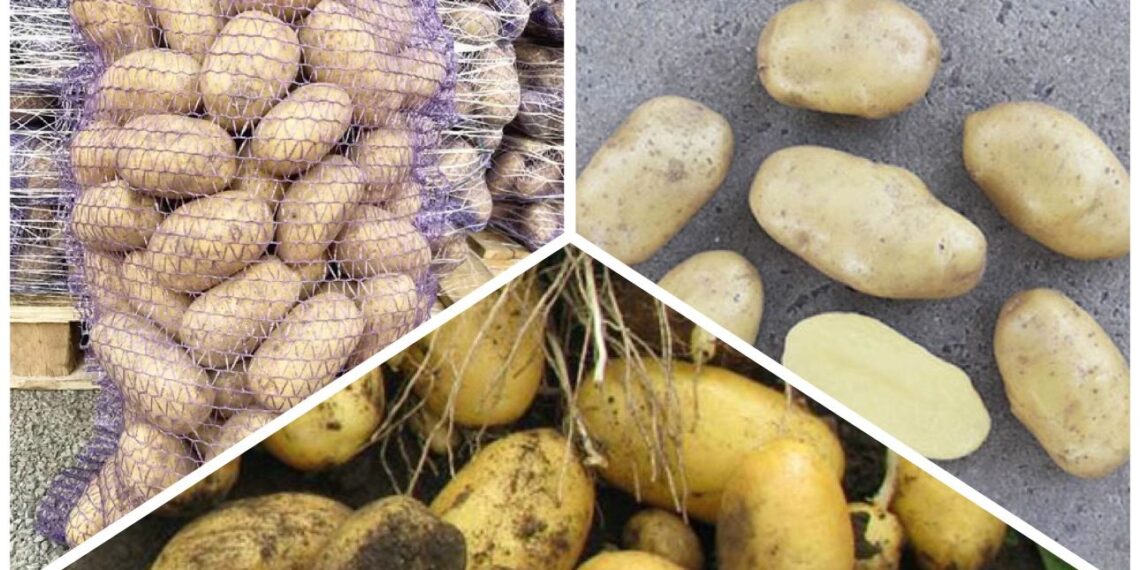 Naujas bulvių favoritas: veislė, kuri meta iššūkį „Bellarosa“ ir „Melody“