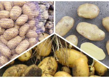 Naujas bulvių favoritas: veislė, kuri meta iššūkį „Bellarosa“ ir „Melody“