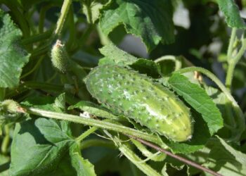 Derlinga agurkų veislė: iš vieno krūmo galima surinkti iki dviejų kibirų net šiltnamyje