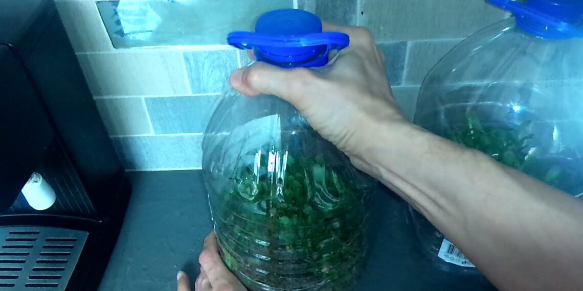 Sodininkų triukas: plastikiniai buteliai gali tapti idealiomis daigyklomis