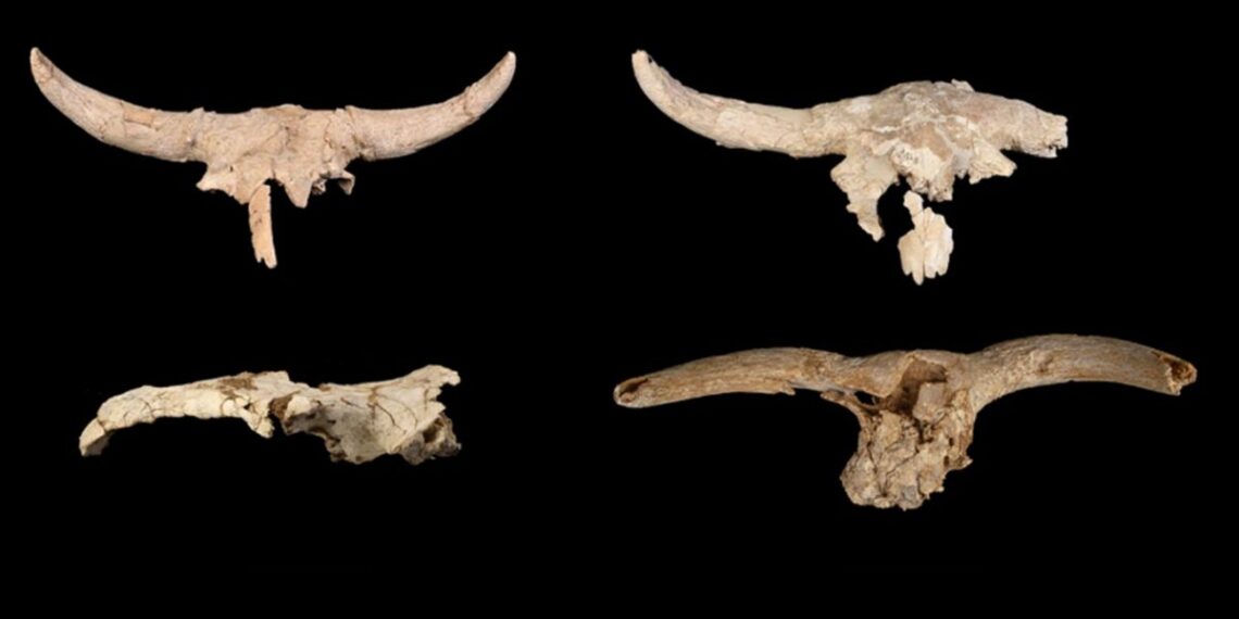 Neandertaliečiai oloje rinko ragais puoštas kaukoles – mokslininkai aiškinasi tikrąją priežastį