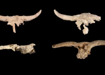 Neandertaliečiai oloje rinko ragais puoštas kaukoles – mokslininkai aiškinasi tikrąją priežastį