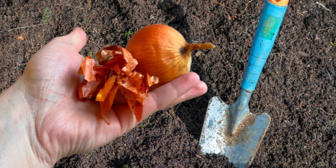 Nebemetu svogūnų lukštų: 3 stebinantys būdai, kaip sustiprinti ir apsaugoti daržo lysves