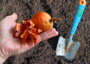 Nebemetu svogūnų lukštų: 3 stebinantys būdai, kaip sustiprinti ir apsaugoti daržo lysves