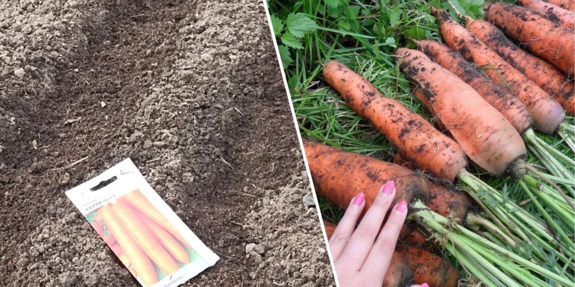 Nebereikės retinti morkų: sodininkai dalijasi paprastu sėjos triuku