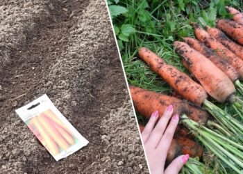 Nebereikės retinti morkų: sodininkai dalijasi paprastu sėjos triuku