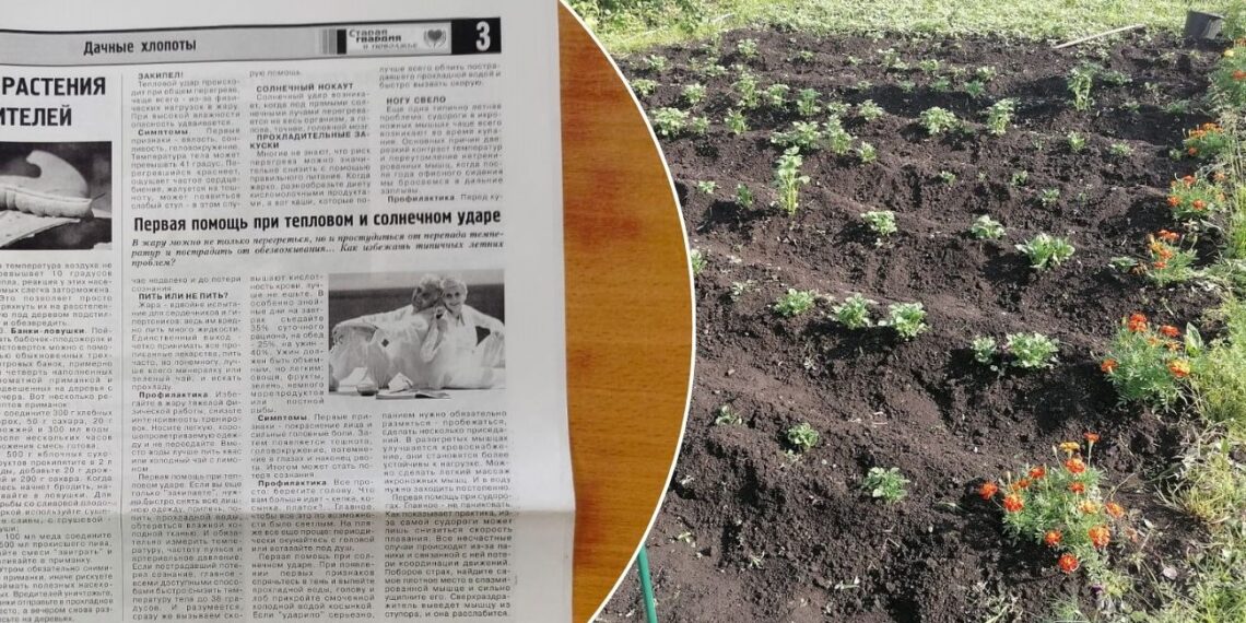 Neišmesk senų laikraščių! 3 netikėti būdai ankstyviems daigams ir milžiniškam derliui