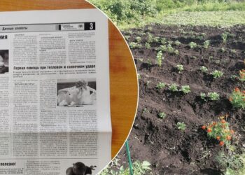 Neišmesk senų laikraščių! 3 netikėti būdai ankstyviems daigams ir milžiniškam derliui