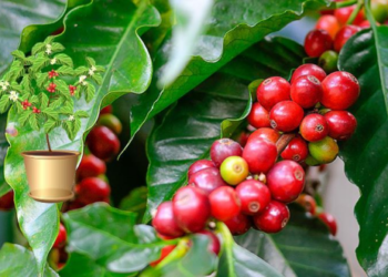 Specialistai įspėja: ši klaida gali pražudyti jūsų namuose auginamą kavamedį