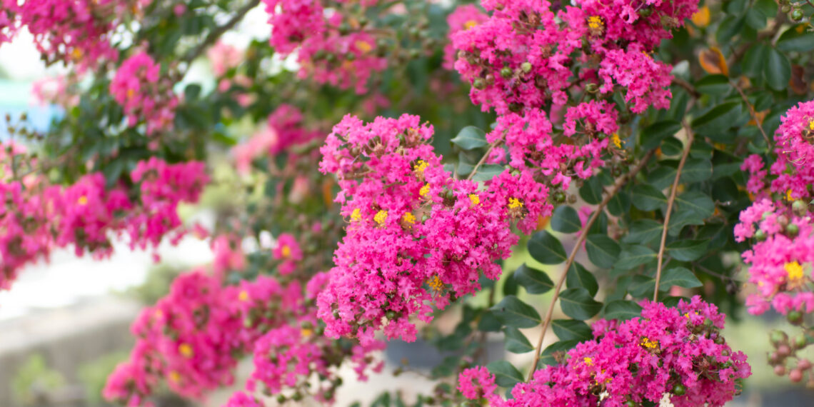 Neįtikėtina: ši gėlė žydi net 100 dienų – su šia genėjimo gudrybe žydėjimą padvigubinsi!