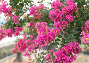 Neįtikėtina: ši gėlė žydi net 100 dienų – su šia genėjimo gudrybe žydėjimą padvigubinsi!