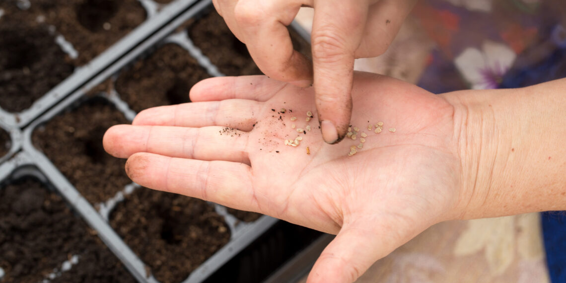 Nepraleisk vasario: šių daržovių sėja užtikrins ankstyvą ir gausų derlių – pilnas kalendorius