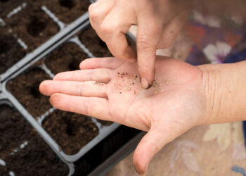 Nepraleisk vasario: šių daržovių sėja užtikrins ankstyvą ir gausų derlių – pilnas kalendorius