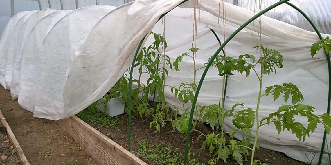 Paprastas triukas nuo šalnų: kelios juostos žemėje išgelbėjo daigus