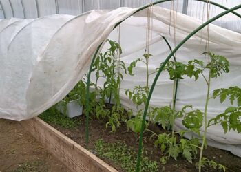 Paprastas triukas nuo šalnų: kelios juostos žemėje išgelbėjo daigus