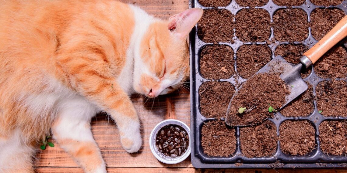 Kaip sėti paprikas ir čili, kad daigai būtų stiprūs ir derlingi