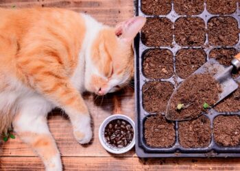 Kaip sėti paprikas ir čili, kad daigai būtų stiprūs ir derlingi