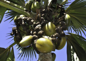 Atskleista, kur iš tikrųjų auga paslaptingasis „jūros riešutas“