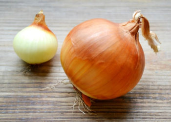 Netikėta tiesa apie svogūną: mokslininkai atskleidė, kas slypi jo sluoksniuose