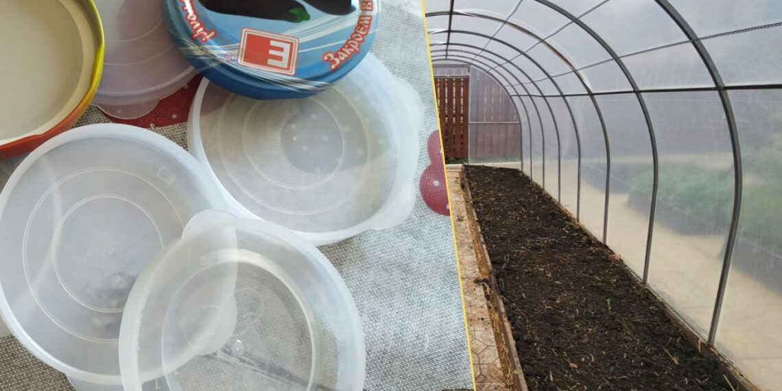 Netikėtas triukas šiltnamiui: stiklainio dangteliai gali išgelbėti jūsų daigus