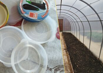 Netikėtas triukas šiltnamiui: stiklainio dangteliai gali išgelbėti jūsų daigus