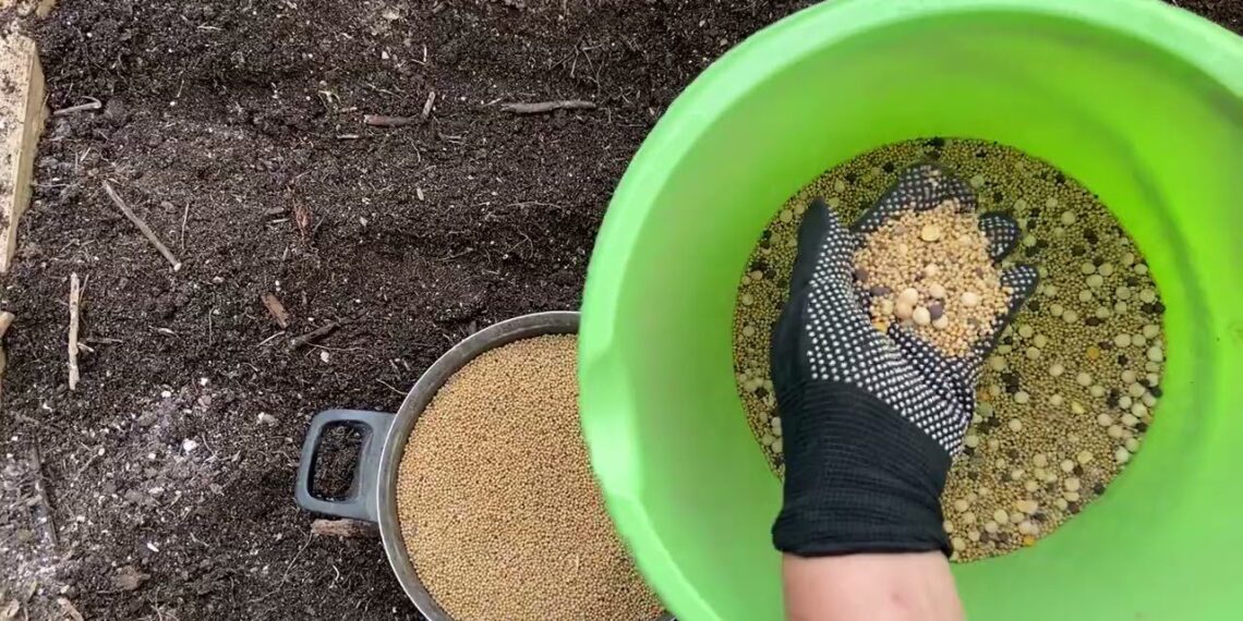 Pamirškite mėšlą: šis pavasarinis sideratas atgaivins dirvą per kelias savaites