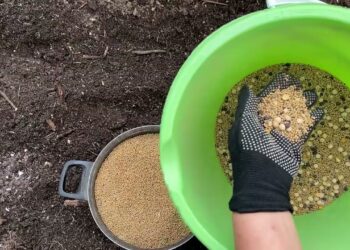 Pamirškite mėšlą: šis pavasarinis sideratas atgaivins dirvą per kelias savaites