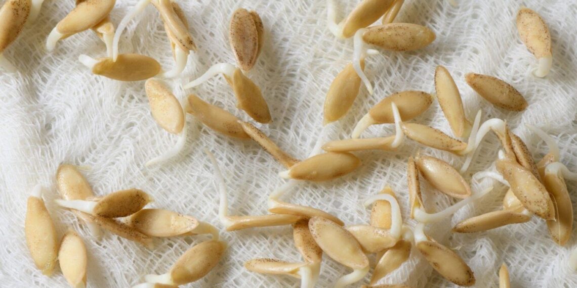 6 metus spintelėje gulėjusios pipirų sėklos atgijo: padėjo vienas paprastas būdas