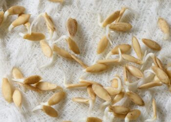 6 metus spintelėje gulėjusios pipirų sėklos atgijo: padėjo vienas paprastas būdas