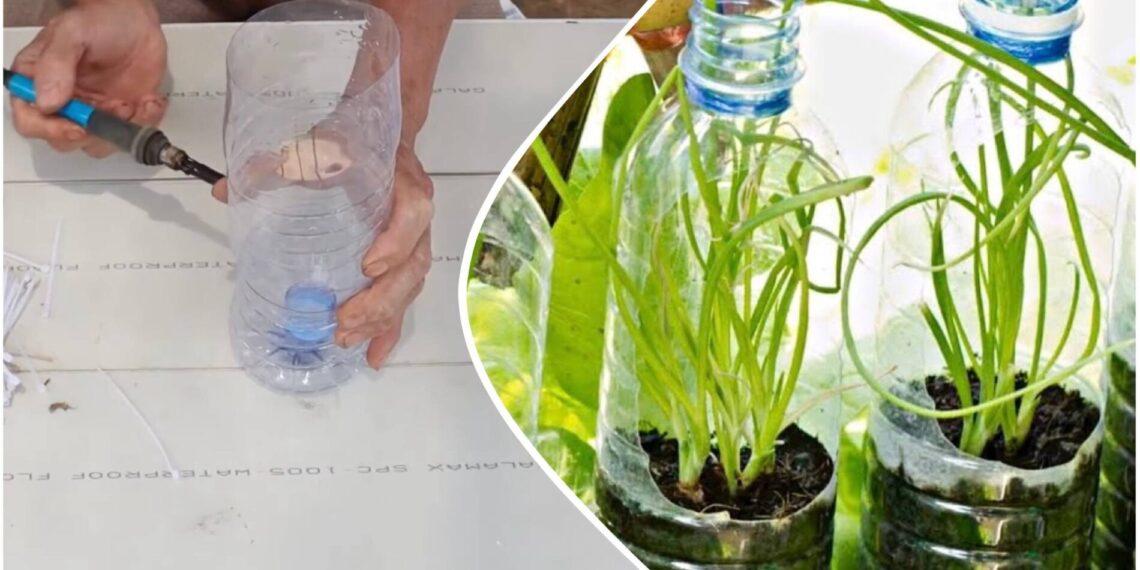 Neišmeskite plastikinių pakuočių: jos gali tapti įspūdinga sodo detale