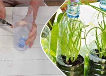 Neišmeskite plastikinių pakuočių: jos gali tapti įspūdinga sodo detale