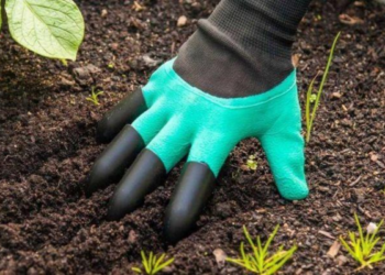 Nedarykite šių klaidų: kitaip kvapieji žirniai neduos derliaus