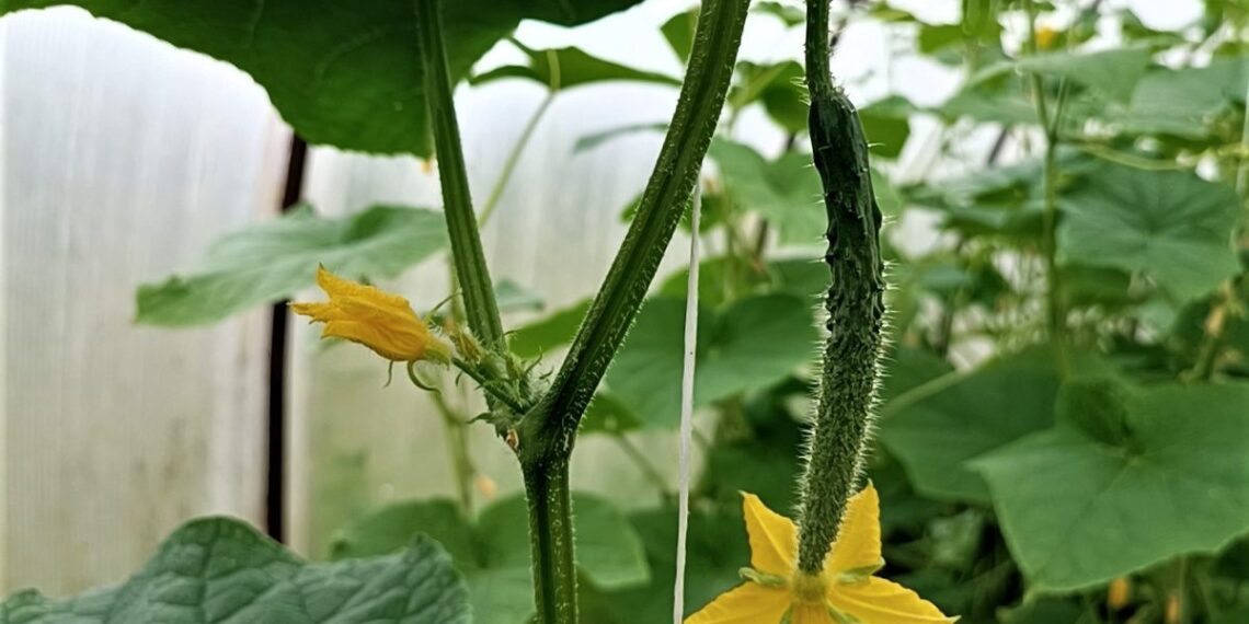 Norite kalno traškių kornišonų be vargo? Šie 2 agurkų hibridai bus itin paklausūs 2026-aisiais