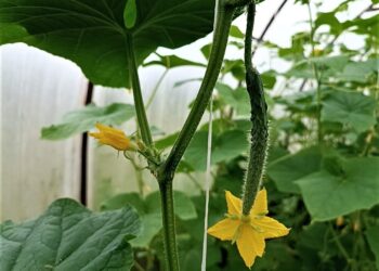 Norite kalno traškių kornišonų be vargo? Šie 2 agurkų hibridai bus itin paklausūs 2026-aisiais