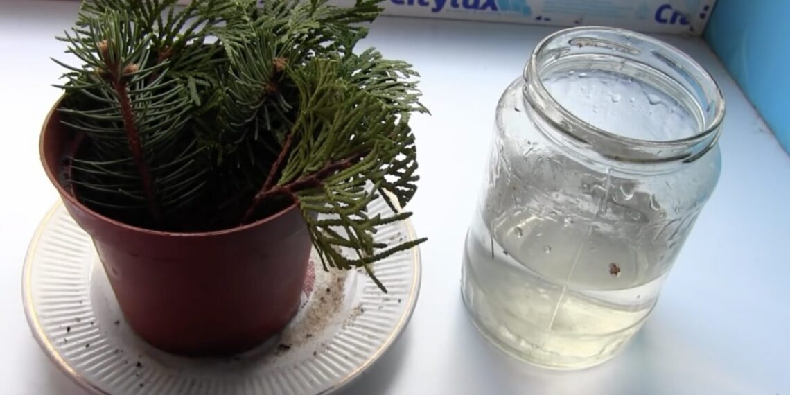 Iš vienos šakelės – visa eglė: paprasta gudrybė sodininkams