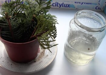 Iš vienos šakelės – visa eglė: paprasta gudrybė sodininkams