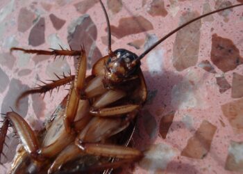 Nupurškiu namų kampus du kartus – po paros tarakonų nelieka: paprastas triukas be chemijos