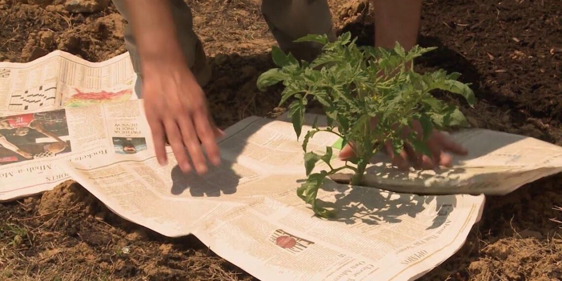 Nustosite mesti senus laikraščius: 3 neįtikėtini būdai sutaupyti krūvą laiko ir pinigų namuose