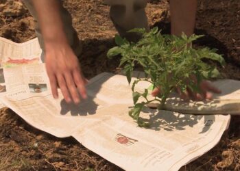 Nustosite mesti senus laikraščius: 3 neįtikėtini būdai sutaupyti krūvą laiko ir pinigų namuose