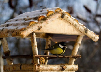 Ornitologai įspėja: ar pavasarį lesindami paukščius darome jiems meškos paslaugą?